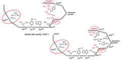 <p>Observe the active site of COX-1 and COX-2. Why does COX-1 have a smaller active site?</p>