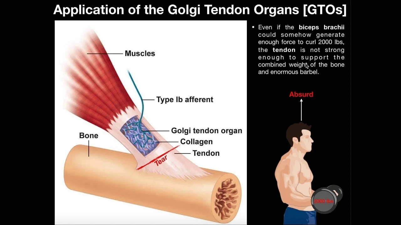 <ul><li><p>specialized sensory receptor inside tendons to detect <strong>muscle force</strong></p><ul><li><p>prevents muscles from tearing under tension</p><ul><li><p>adjusts muscle contraction</p></li></ul></li></ul></li></ul><p></p>