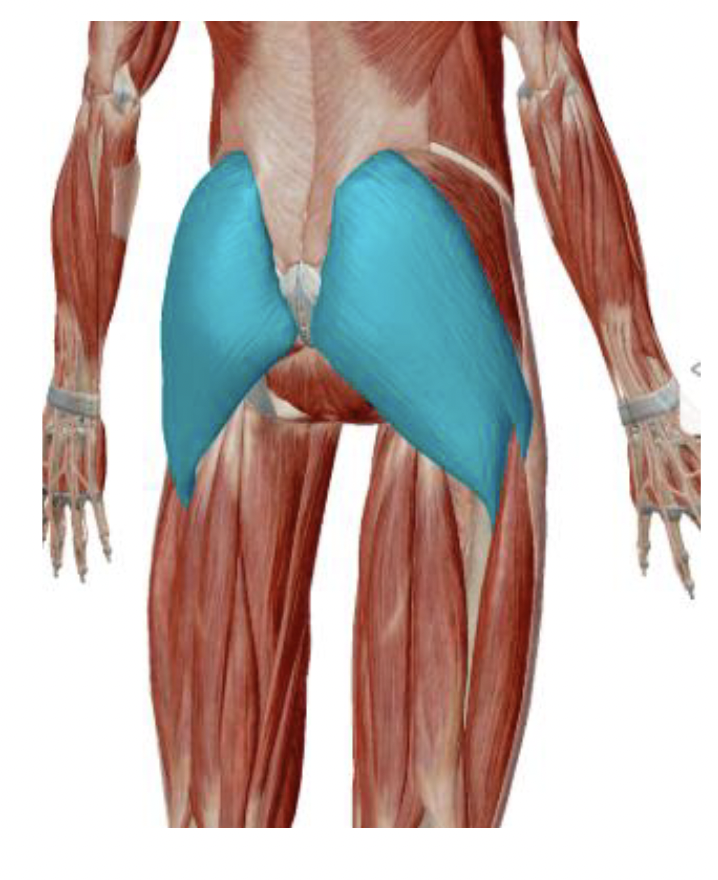 <p>What is the muscle name, its origin, its insertion, its action, and its innervation?</p>