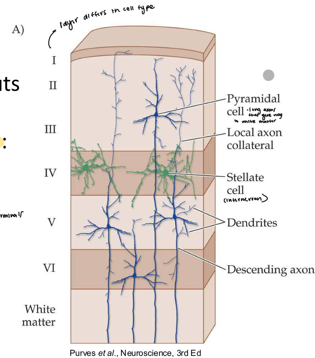 <p>cell layering!</p>