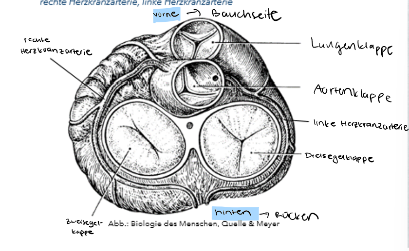 <p>Lungenklappe → zwischen rechter Herzkammer und Lungenarterie.</p><p>Aortenklappe → zwischen linker Herzkammer und Aorta.</p>