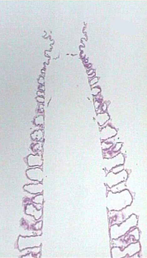 <p>what is this </p>