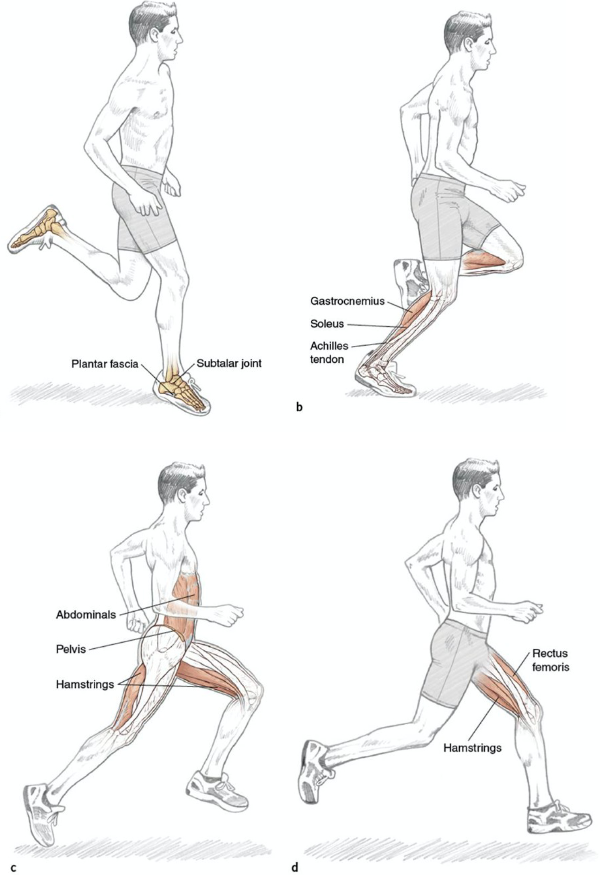 <p>Running is different from walking, because there is no double support phase</p><p></p>