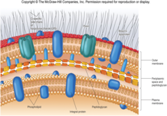 <p>phospholipid bilayer on cell wall</p>