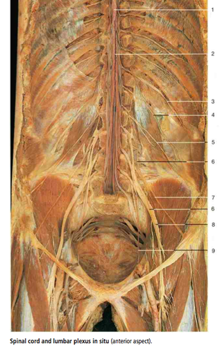 <p>What nerve is #4? (cadaver lab is shown as B)</p>