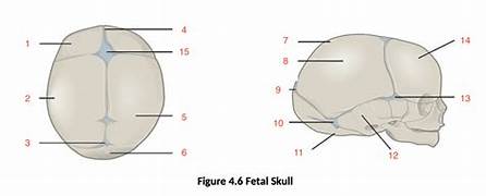 <p>Label the following:</p><ul><li><p>anterior, anterolateral, and posterior fontanelles</p></li><li><p>coronal and lamboid sutures</p></li></ul><p></p>