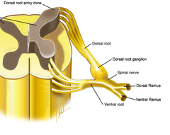 <p>stringy, coming out and around</p>