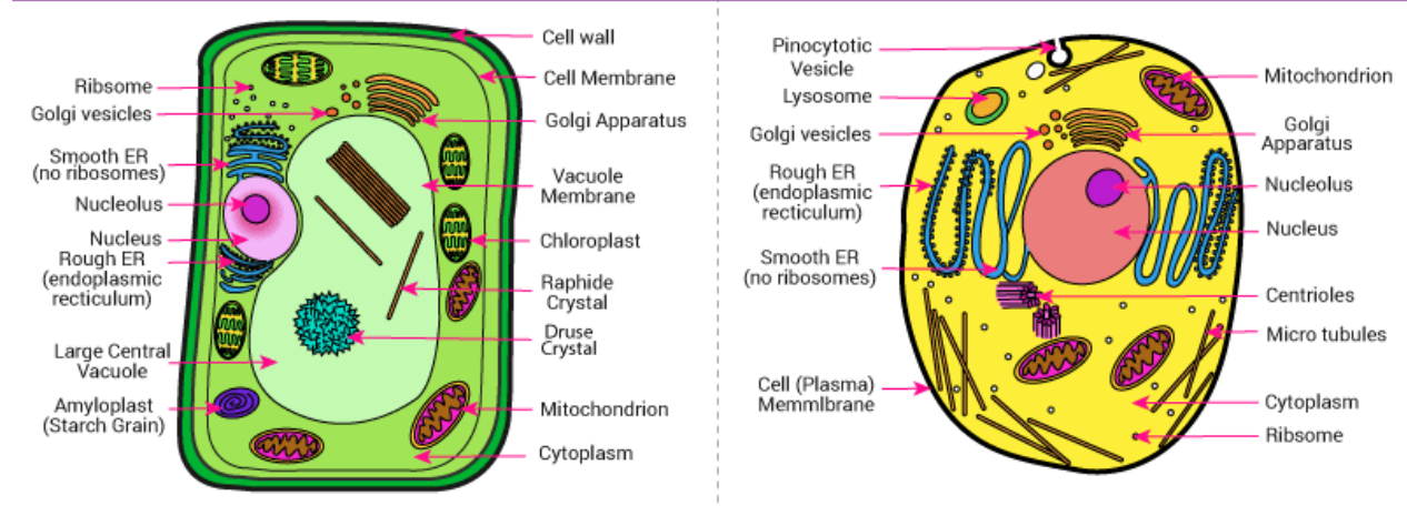 <p>Plant cell specific: channel through the plant cell wall<span> that allows molecules and substances to move in and out of the cell</span></p>