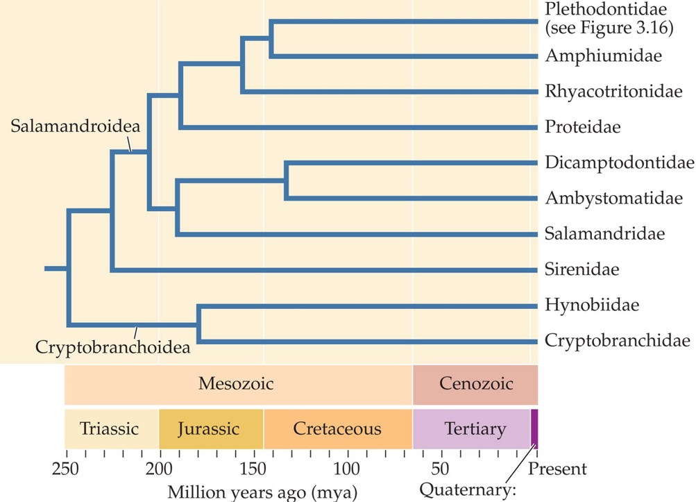 <p><span>By which time period were all extant (living) families of salamanders already present? </span></p>