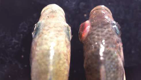 <p>What are some external signs that indicates disease</p>
