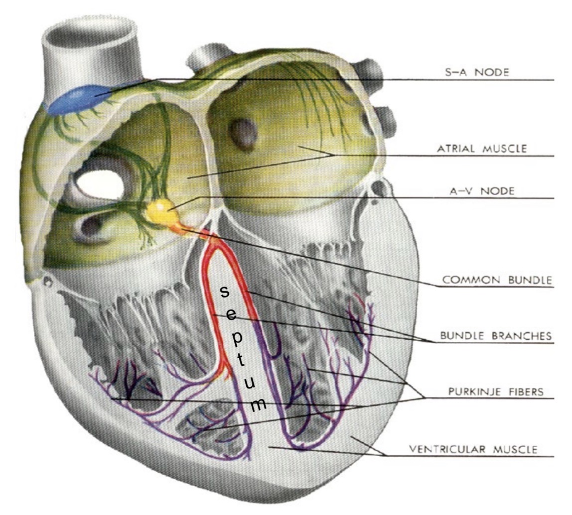 <p>SA node → atrial myocardium → AV node → bundle branches → apex → Purkinje fibers → ventricular myocardium</p>