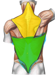 <p>What’s this muscle? </p>