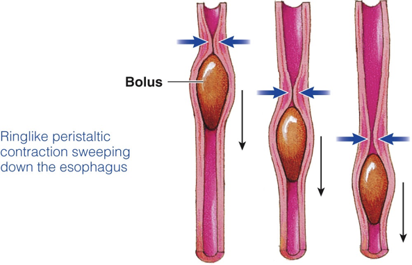 <p>works like squeezing a toothpaste bottle, moving the bolus from top to bottom down the esophagus</p>