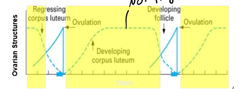 <ul><li><p>Growth of corpus luteum (corpora lutea)</p><ul><li><p>Dominant structure - Corpus luteum </p></li><li><p>Dominant hormone- Progesterone </p><ul><li><p>Prepares uterus for pregnancy </p></li><li><p>Supports embryo development</p></li></ul></li></ul></li><li><p>Starts with ovulation</p></li><li><p>Ends with luteal regression </p></li><li><p>Longer phase (66-75% of cycle</p></li><li><p>In a 21 days cycle → 14-16 days</p></li><li><p>If not pregnant:</p><ul><li><p>CL undergoes luteolysis (regression)</p></li><li><p>Cycle restarts with new follicular phase</p></li></ul></li><li><p>Metestrus + Diestrus </p></li></ul><p></p>