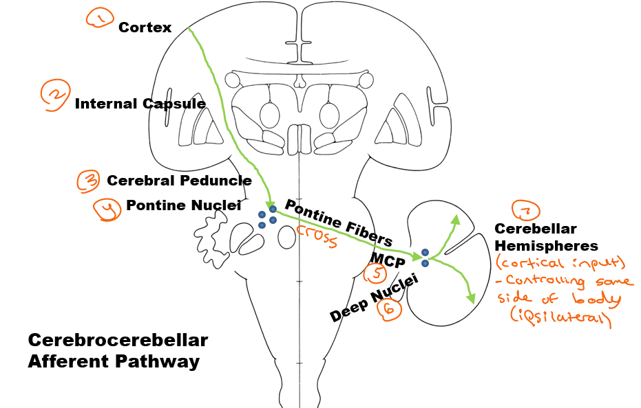 <p>Cortex</p><p>Internal capsule</p><p>Cerebral peduncles</p><p>Pons nuclei</p><p>Cross at pons fasciculus?</p><p>Middle cerebellar peduncle</p><p>Deep nuclei</p><p>Cerebellar hemispheres</p>
