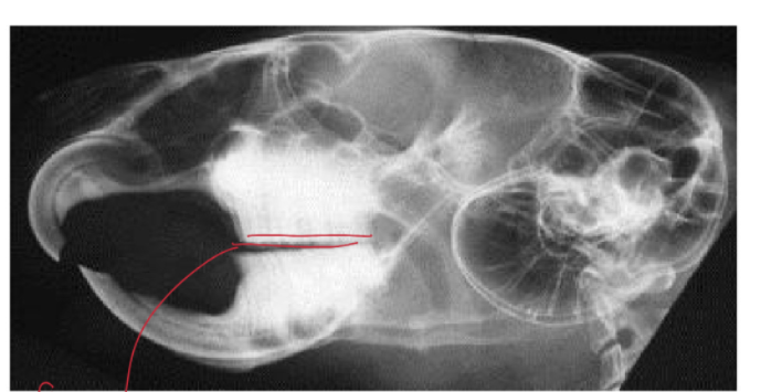 <p>What animals’ radiograph is this? How can we identify that?</p>