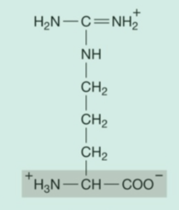 <p><strong>Hydrophilic</strong> (<strong>Polar</strong>) Amino Acids: <strong>Basic</strong></p>