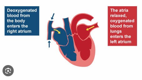 <p><span>Which blood vessel delivers blood directly into the right atrium?</span></p>