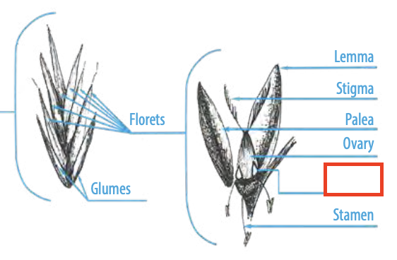 <ul><li><p><span><span>a small green or white scale below the ovary of a grass flower</span></span></p></li></ul><p></p>