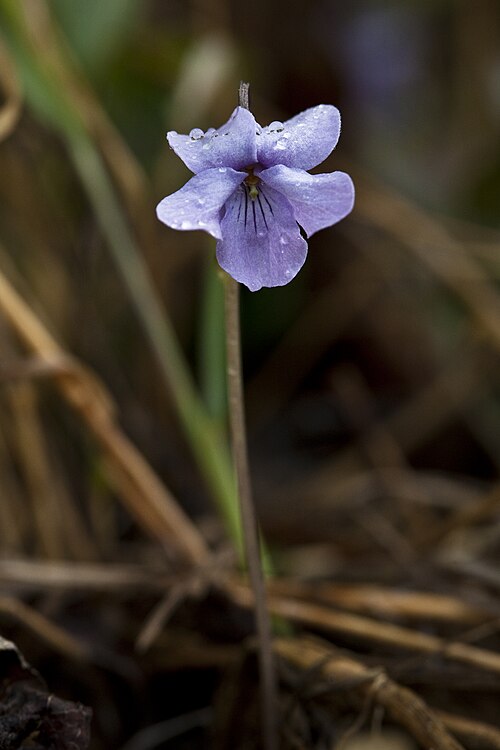 <ul><li><p>Purple-violet flowers in spring/summer</p></li><li><p>Heart-shaped leaves</p></li><li><p>Five-petaled flowers with darker veins</p></li><li><p>Low woodland perennial</p></li><li><p>Moist meadows & forests</p></li></ul><p></p>
