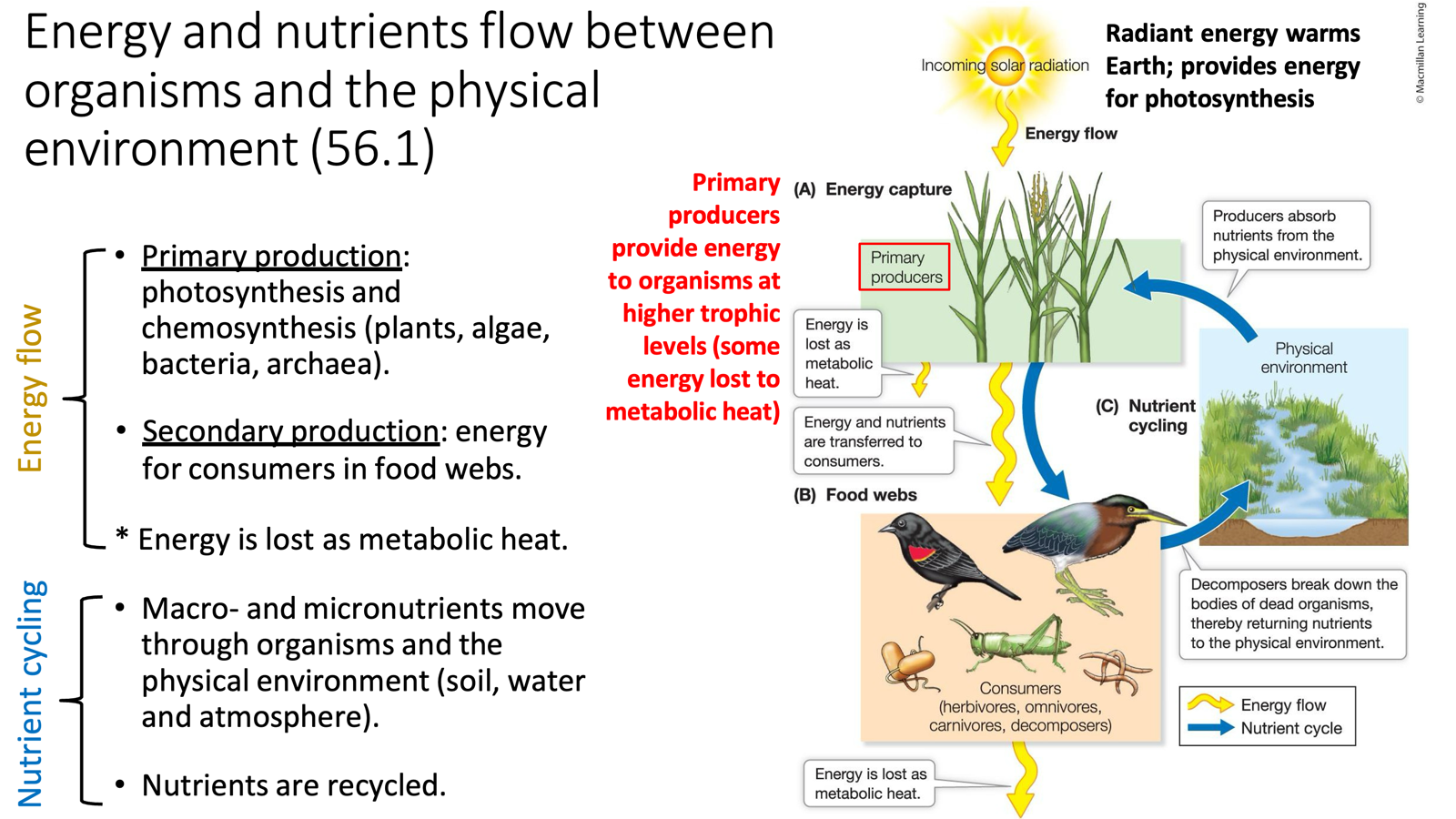 <ul><li><p>Energy flow</p><ul><li><p><span style="font-family: Arial, sans-serif;">solar energy → primary producers → consumers; lost as metabolic heat at each step</span></p></li><li><p><span><u>Primary production</u>: photosynthesis and chemosynthesis (plants, algae, bacteria, archaea).</span></p></li><li><p><span><u>Secondary production</u>: energy for consumers in food webs.</span></p></li></ul></li></ul><ul><li><p>Nutrient cycling</p><ul><li><p><span style="font-family: Arial, sans-serif;">macro- and micronutrients move between organisms and the physical environment (soil, water, atmosphere) </span></p><ul><li><p><span style="font-family: Arial, sans-serif;">Leads to nutrients being recycled</span></p></li></ul></li></ul></li></ul><p></p>