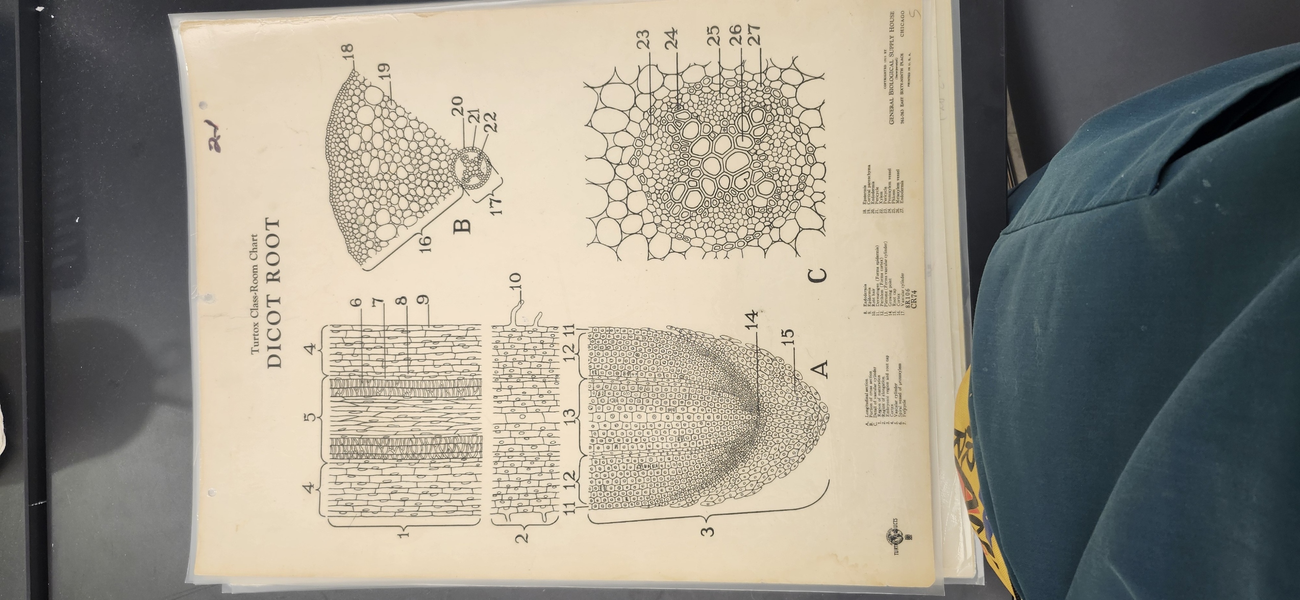 <p>Identify the following structures on the Dicot Root - Helianthus or Ranunculus - Turtox chart – CR 74, CR 75) </p><p>Epidermis</p><p>Cortex </p><p>Endodermis – barrier for entry into plant </p><p>Stele </p><p>Xylem </p><p>Phloem</p><p></p>