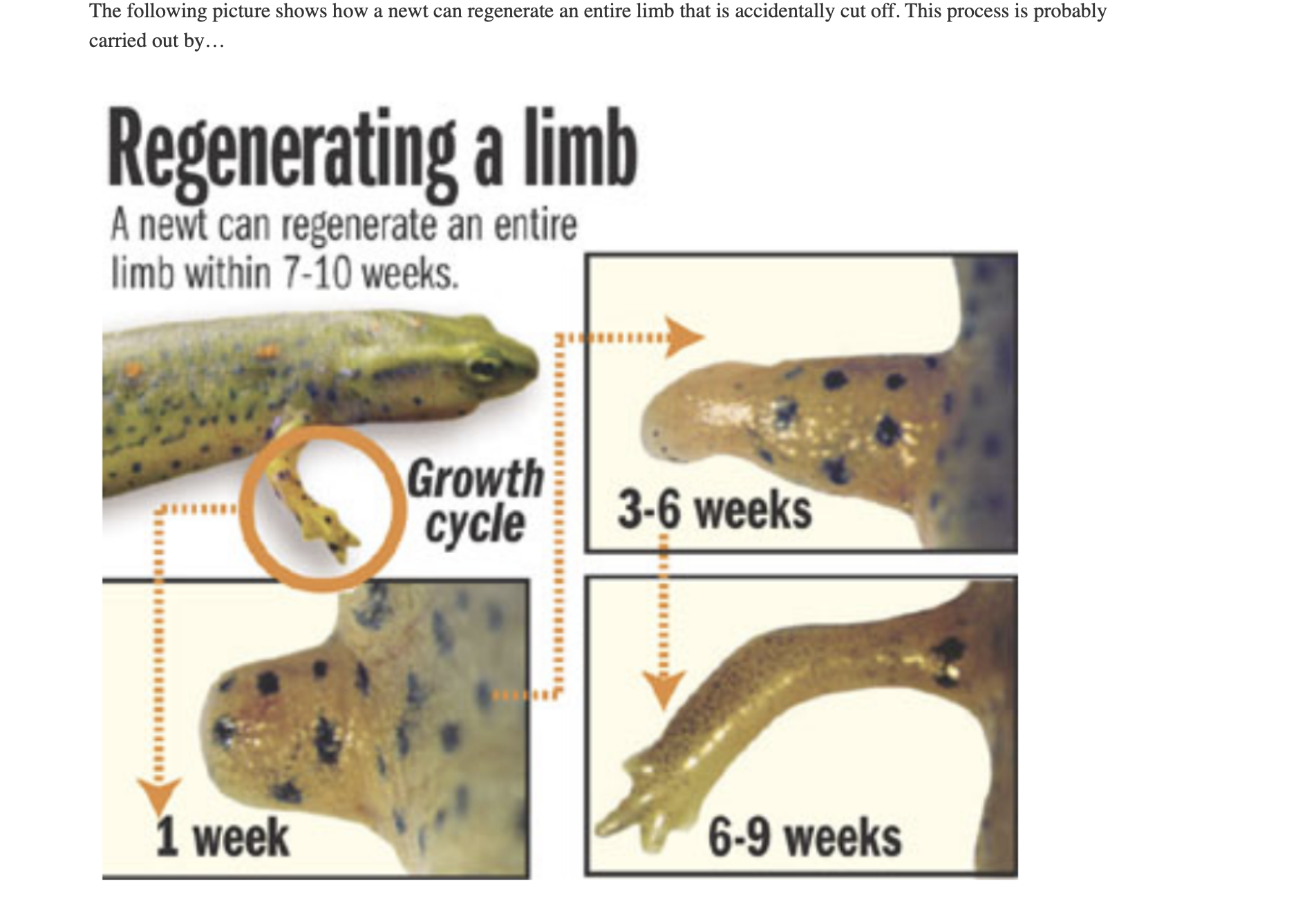 <p>The following picture shows how a newt can regenerate an entire limb that is accidentally cut off. This process is probably</p><p class="p1">carried out by</p>