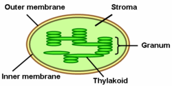 <p>the flattened, disc sacs whose membranes contain the proteins and pigments that convert light energy into chemical energy in photosynthesis</p><ul><li><p>contain <strong>chlorophyll </strong>which absorbs light!</p></li></ul><p></p>