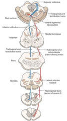 <p>Tectospinal tract</p>