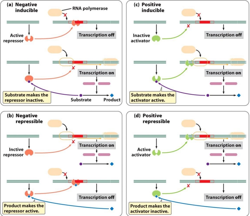 <p>Negative inducible: Repressor bound to operator, blocking POL from binding promoter —> no TXN</p><p>Negative repressible: Repressor inactive, POL can bind promoter = TXN</p><p>Positive inducible: Activator inactive, POL can’t bind = TXN off</p><p>Positive repressible: Regulatory protein binds DNA = TXN on</p>