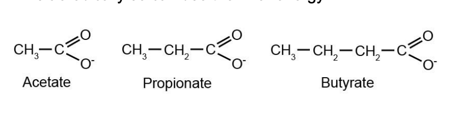 <ul><li><p>wall of rumen and reticulum</p></li></ul><p><em>note: no absorption of stuff in the human stomach</em></p><p><strong>ruminant host is then able to metabolise these aerobically so can use them for energy</strong></p>