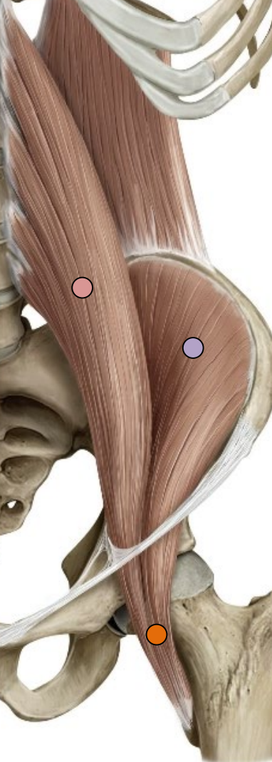 <p>Origin:<span style="color: yellow;"><strong> Lumbar vertebrae</strong></span></p><p>Innervation: <span style="color: rgb(246, 156, 10);"><strong>Ventral rami (L1- L3)</strong></span></p>