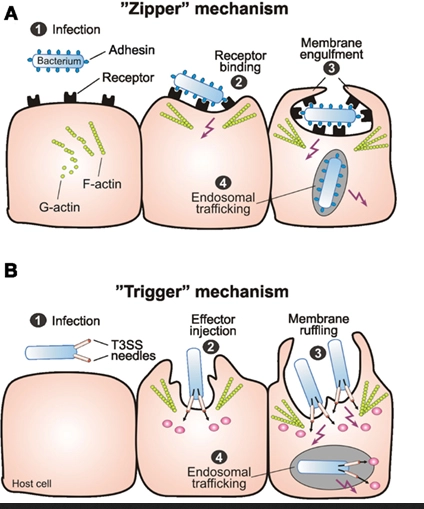 <ul><li><p><strong>De Zipper-route:</strong> De gele pijl laat zien dat het Zipper-mechanisme helemaal bovenaan begint, bij de <strong>Receptor protein</strong>. De bacterie doet alsof hij een lichaamseigen <em>extracellular signal molecule</em> is en activeert de receptor vanaf de buitenkant. De normale cascade (de stapjes naar beneden) wordt daarna netjes doorlopen.</p></li><li><p><strong>De Trigger-route:</strong> De drie gele pijlen laten zien dat het Trigger-mechanisme de bovenkant (de receptor) volledig overslaat. Omdat de bacterie zijn effector-eiwitten direct naar binnen spuit, grijpt hij direct in op de <strong>Intracellular signaling proteins</strong> (zoals de zogenaamde Rho-GTPases: Rac, Cdc42 of RhoA).</p></li></ul><p></p>