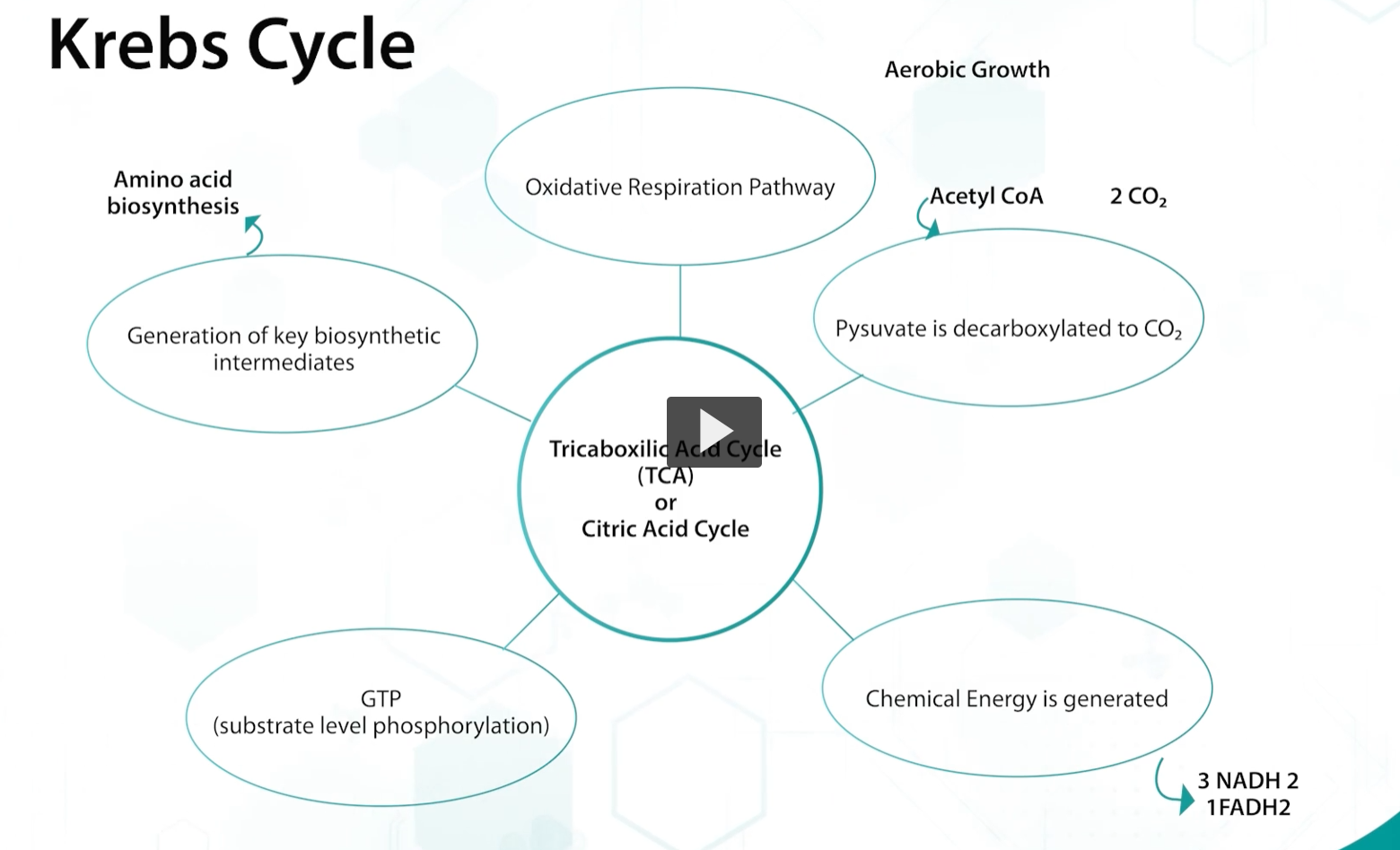 <p>The Kreb’s, or TCA cycle, is part of the oxidative respiration pathway used by AEROBIC bacteria.</p><p>Kreb’s is the important focal point of central where acetyl-CoA, that is produced by different pathways, completes the process to generate energy.</p><p>during krebs, pyruvate is complete decarboxylated to CO2, generating chemical energy in the form of NADH, FADH, or GTP, through substrate level phosphorylation.</p><p>and also, key biosynthetic intermediates are produced. </p>
