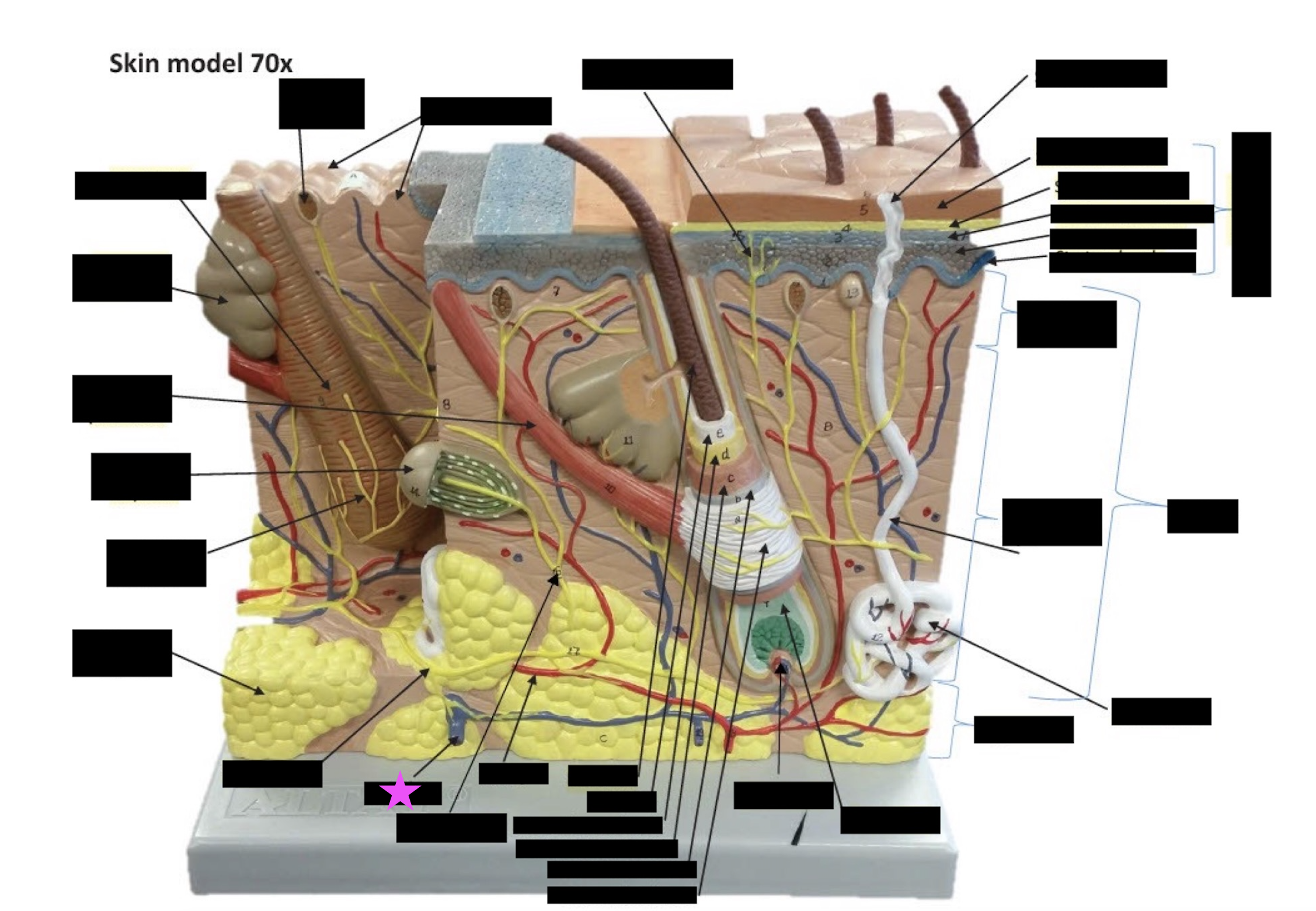 term image