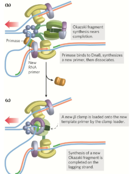 <p>In lagging strand synthesis part 2 , what happens after:</p><p>A new β sliding clamp is loaded onto the lagging strand at each new RNA primer by the clamp loader</p>