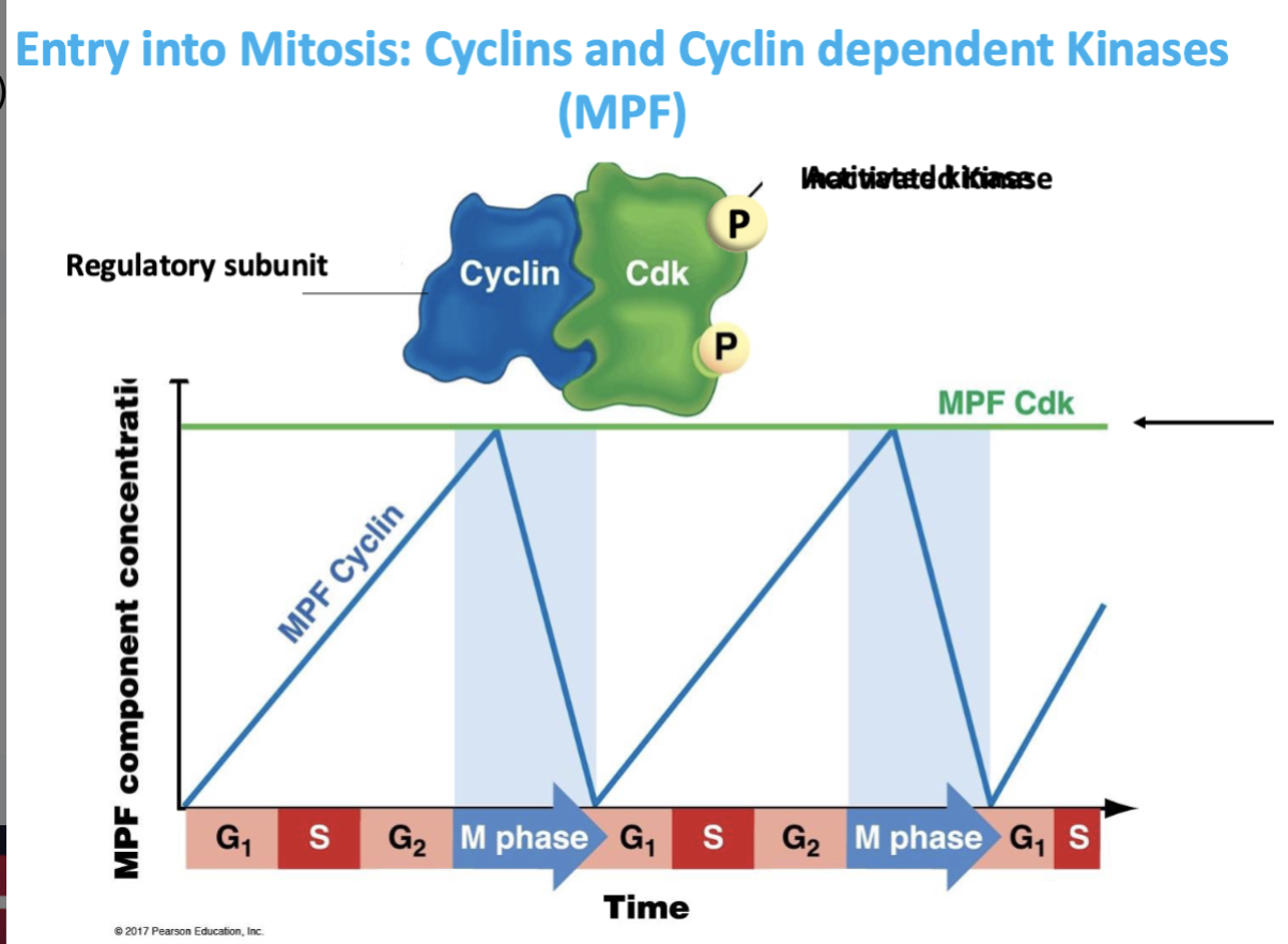 <ul><li><p>determine whether it is activated or inactivated</p></li><li><p>allosteric site dephosphorylated to kickstart mitosis &amp; cyclin dependent —→ linase is active </p></li></ul><p></p>