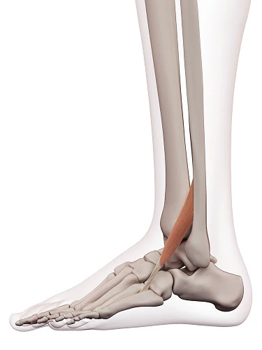 <p>Label this muscle</p>