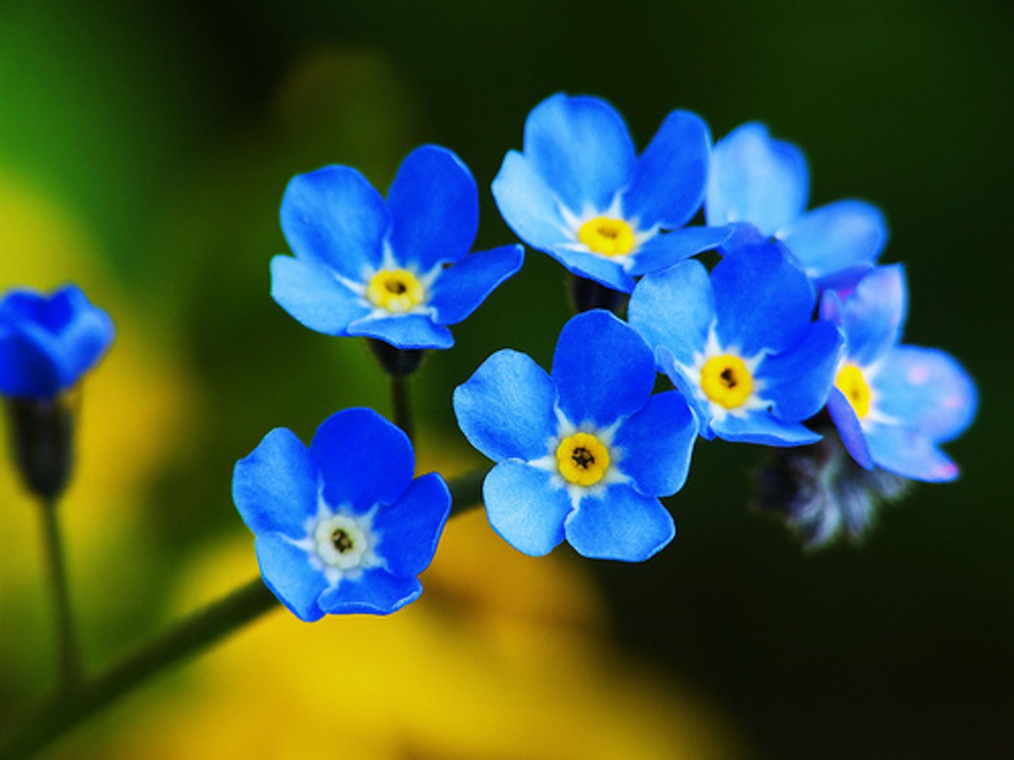 <p>le myosotis</p>