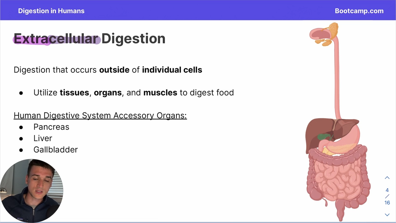 <p>digestion that occurs outside of individual cells </p>