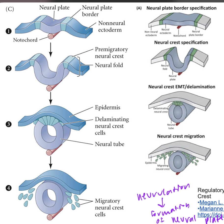 <p>formation of the neural plate</p>