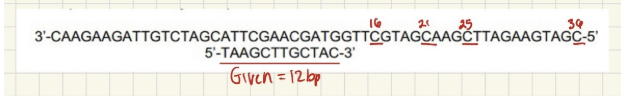 <p><span style="background-color: transparent;">Answer: d. 16, 21, 25, 36 nucleotides long</span></p><p><span style="background-color: transparent;">Reminders for myself: ddGTP means we are looking for C on the template. We must include the length of the primer (12 bp) then count from there. Also polarity matters.</span></p>