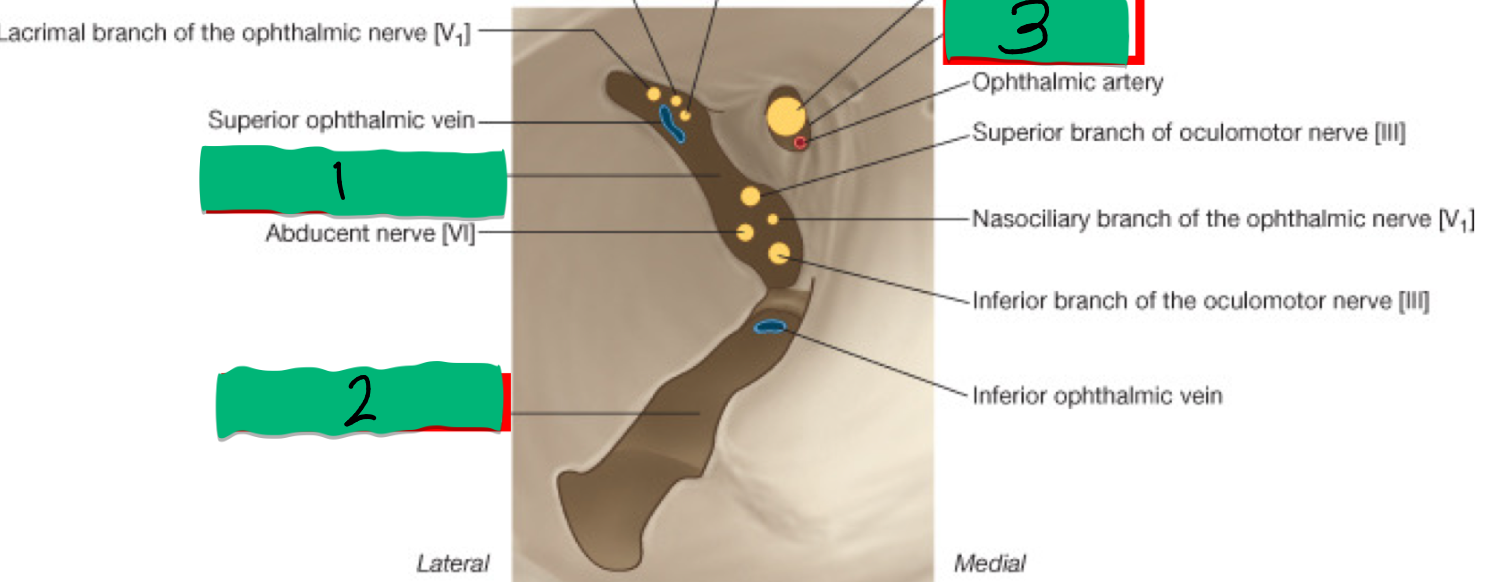 <p>What’s 1 and what nerve does it transmit?</p>