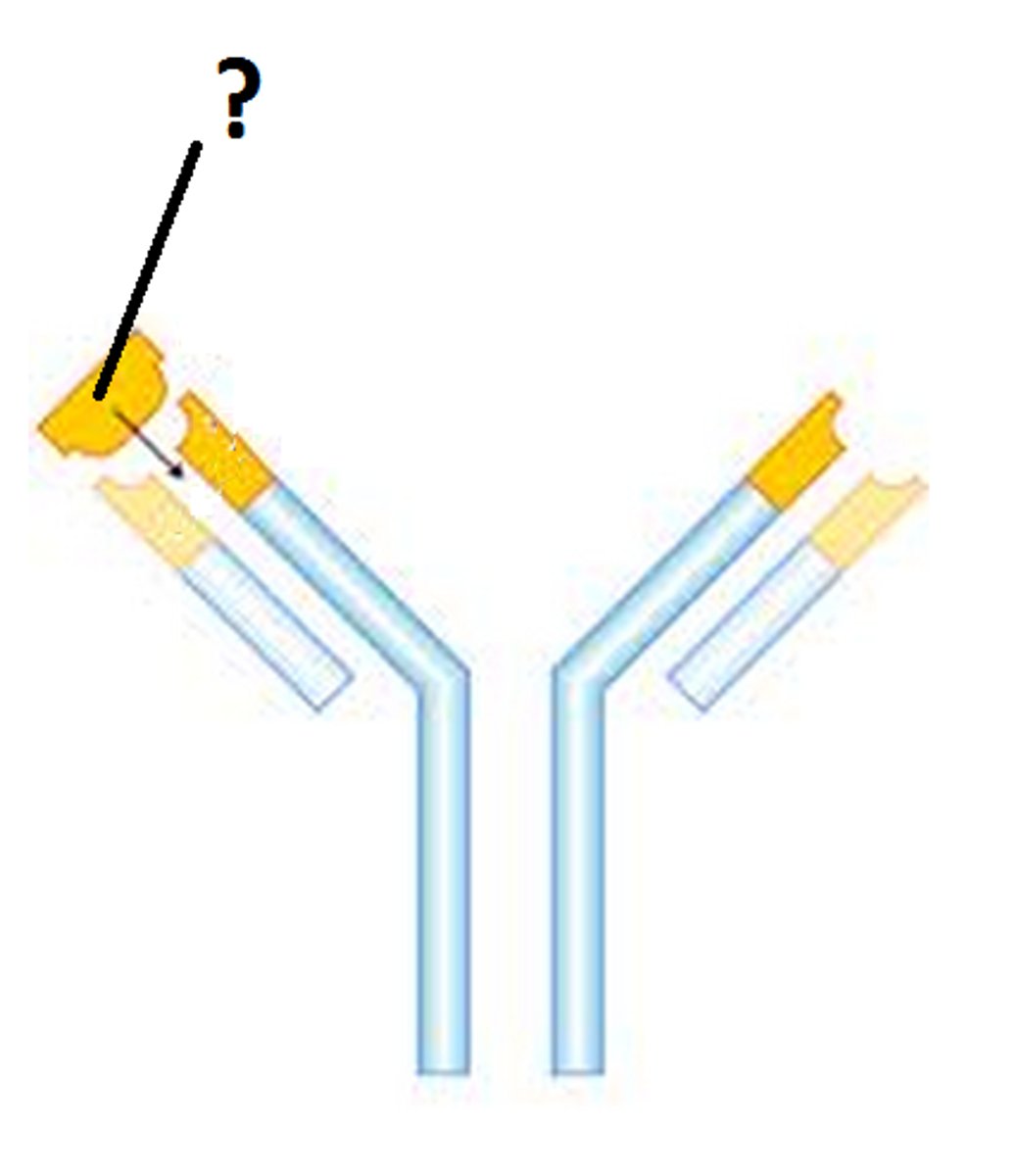 <p>Region found at the y-tips of the antibody that binds to the substrate</p><p>Will bind to one and only one specific polypeptide sequence</p><p>The remaining part of the antibody, Constant Region, that recruits and bind cells</p>