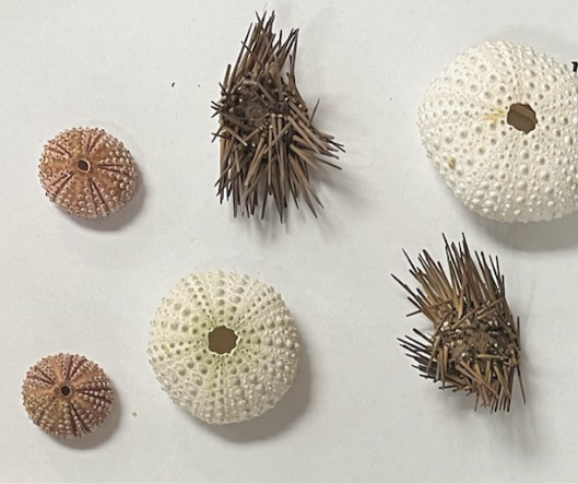 <p>What are these?</p>