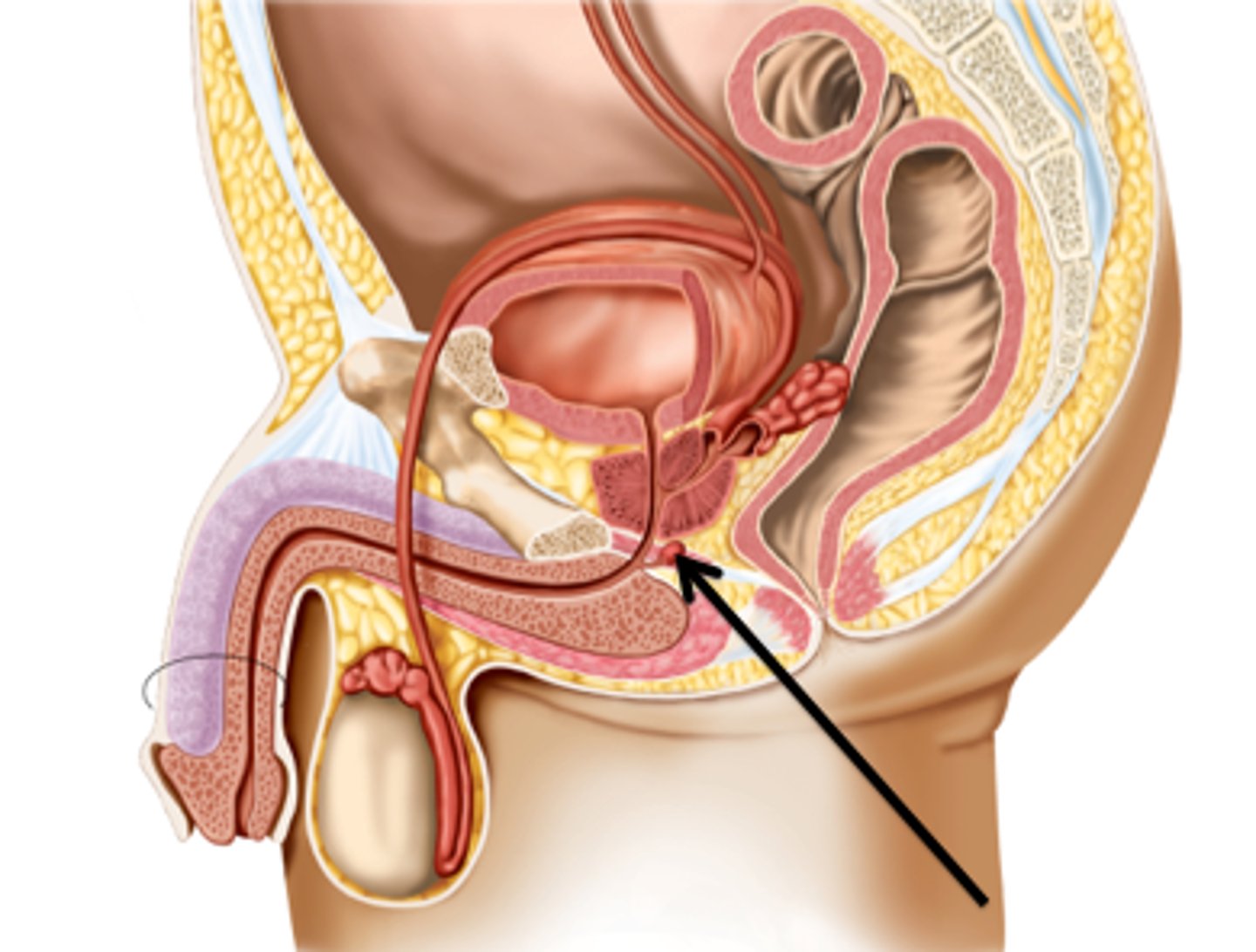<p>-a pair of exocrine glands near the male urethra</p><p>-secrete a thick, alkaline mucus important in neutralizing acids into the urethra</p>