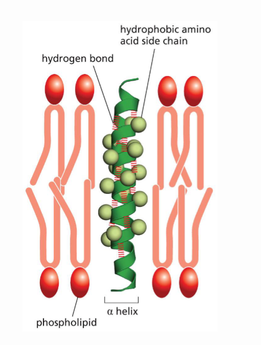 <p>What is the difference in how hydrophobic groups interact withing the cell v.s in the PS Bilayer? Explain the difference in mechanisms</p>