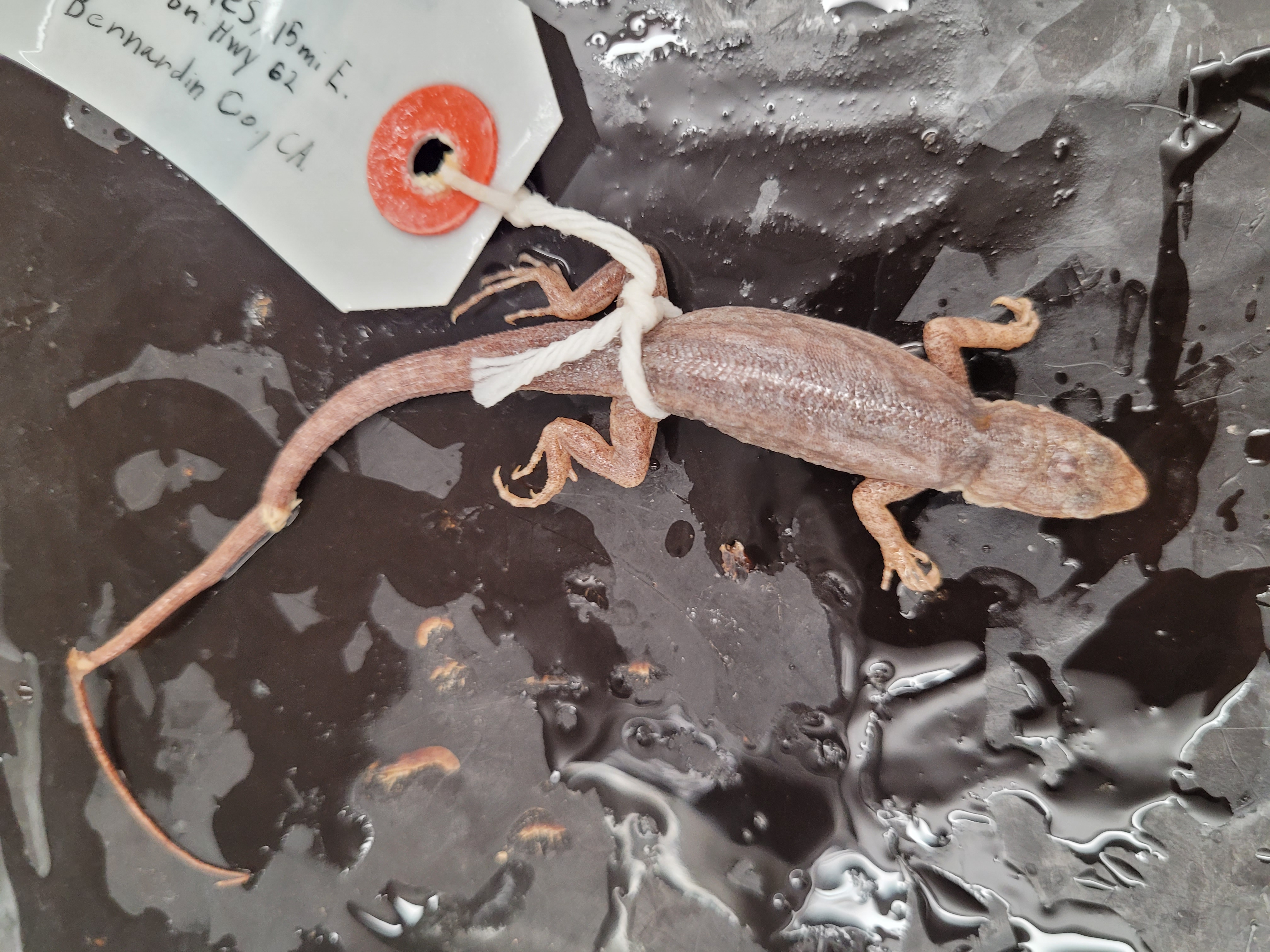 <p>What species is this</p>