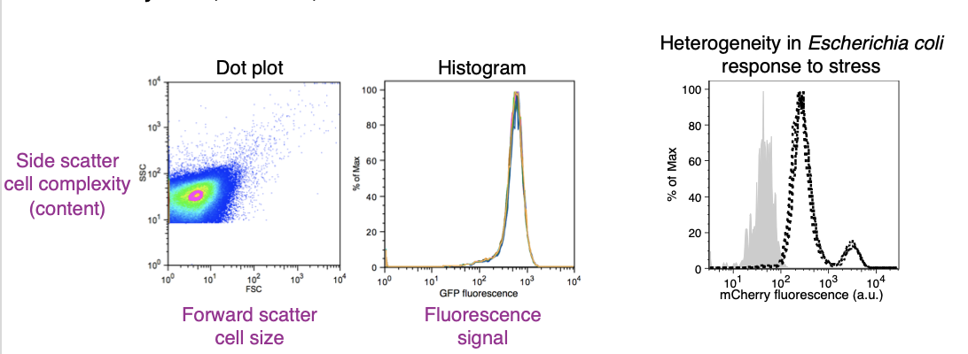 <p>Analyze 10,000-100,000 bacterial cells in 1 minute</p><p>(faster than microscopy)</p>