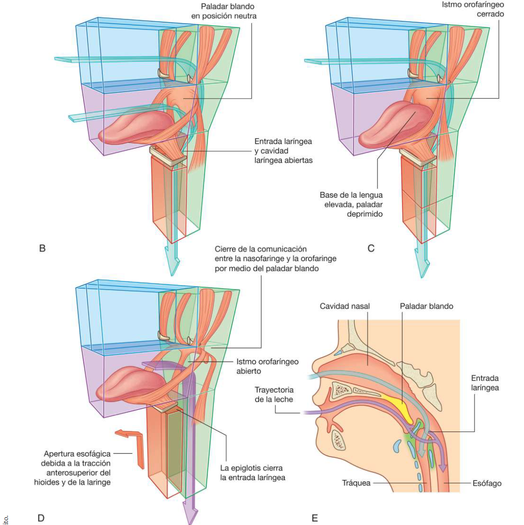 <p>La faringe es una cámara común al aparato digestico y al respiratorio. Por consiguiente, es posible respirar tanto a través de la boca como de la nariz; y el material desde la cavidad, en potencia, puede introducirse tanto en el esófago como en la larínge. Esto implica que a tráves de la cavidad oral puede accederse a la vía aérea inferior mediante intubación, y que a tráves de la cavidad nasal se puede acceder al aparato digestivo por medio de sondas nasogastricas. </p><p>En condiciones normales, el paladar blando, la epiglotis y los tejidos blandes del interior de la laringe actúan a modo de válvulas que impiden la entrada de líquido o de alimentos hacia los tramos inferiores del tracto respiratorio. </p><p>Durante la respiración normal, la vía aérea está abierta y el aire pasa libremente a través de las cavidades nasales (o la oral), la faringe, la laringe y la tráquea. La luz del esófago por lo general se encuentra cerrada debido a que, a diferencia de la vía aérea, no posee estructuras esqueléticas de sostén que lo mantengan abierto. </p><p>Cuando la cavidad oral se encuentra llena de líquido o alimento, el paladar blando desciende para cerrar el itso orofaíngeo, permitiendo por lo tanto la entrada de líquidos y a limentos a la cavidad oral durante la respiración. </p><p>Durante la deglución, el paladar blando y ciertas partes de la laringe actúan a modo de válvulas para asegurar el tránsito adecuado de los alimentos desde la cavidad oral hasta el esófago. </p><p>el paladar blando se eleva para abrir el itso orofaríngeo a la vez que separa la parte nasal de la faringe de la parte oral. De este modo se impide que los alimentos o líquidos asciendan hacia la nasofaringe o las cavidades nasales. </p><p>La epiglotis cierra la entrada larínge y gran parte de la cavidad laríngea se ve ocluida por la oposición de los pliegues vocales y de los pliegues de tejidos blandos superiores a ellas. Además, la laringe es traccionada anterosuperiormente para facilitar el movimiento de líquido y los alimentos superiormente y alrededor de la laringe cerrada y en su tránsito hacia el esófago. </p>